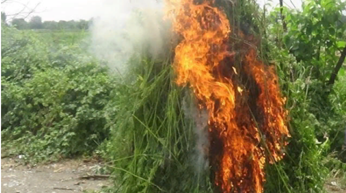 Şəkidə 6 tona yaxın narkotik vasitə məhv edildi  - FOTO