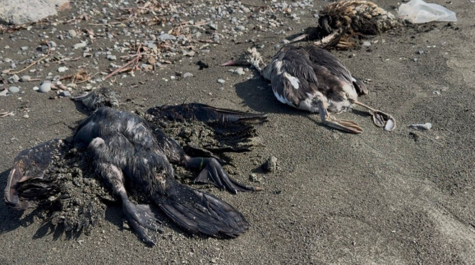 Lənkəranda köçəri quşlar kütləvi şəkildə tələf olub - FOTO 