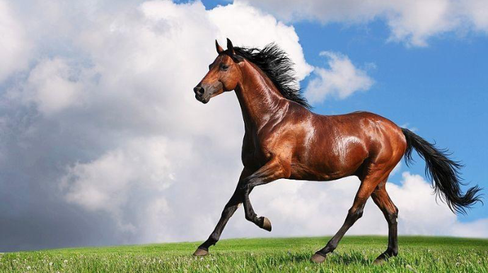  At ilinin xarakteri: 2026 kimlərə düşərli olacaq? 