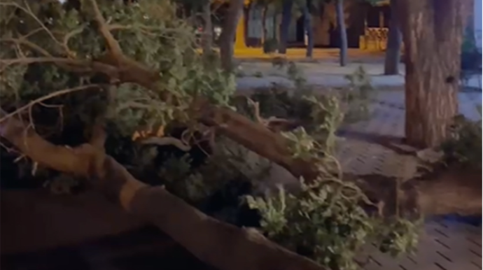 Güclü külək Yasamalda ağacı aşırdı - VİDEO