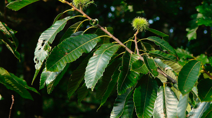 В Загатальском районе 44-летний мужчина скончался в результате несчастного случая