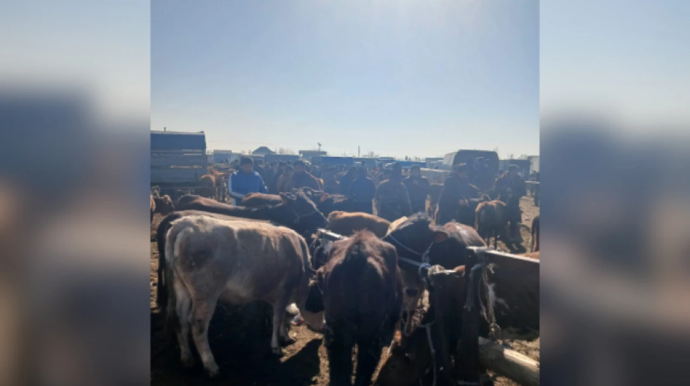 Bərdədə heyvan satışı bazarında ciddi nöqsanlar aşkarlandı 