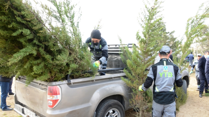 Paytaxtda Xocalı şəhidlərinin xatirəsinə 613 ağac əkildi - FOTO