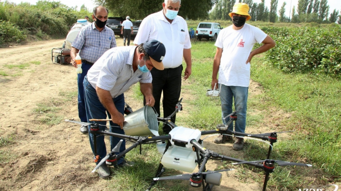 Pambıq tarlalarında defolyasiya işləri dronlar vasitəsilə həyata keçirilib - FOTO 