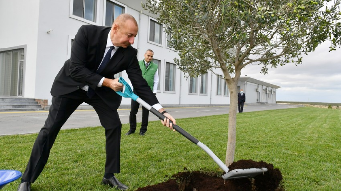 Prezident İlham Əliyev Zirədə zeytun ağacı əkib