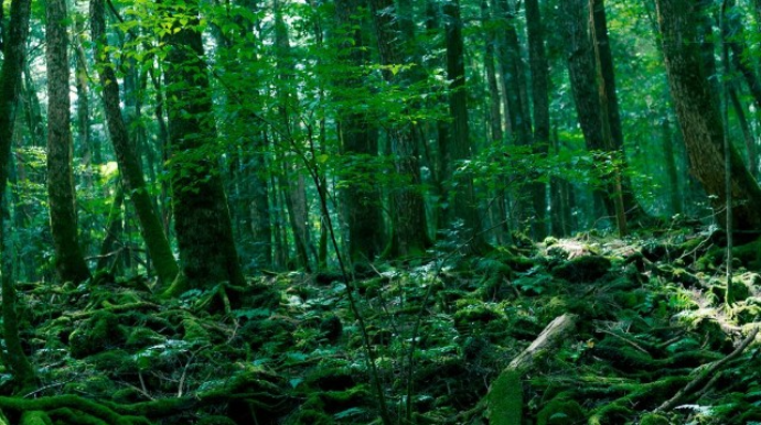 "İntihar meşəsi"ndə naməlum cəsəd tapıldı - FOTO 