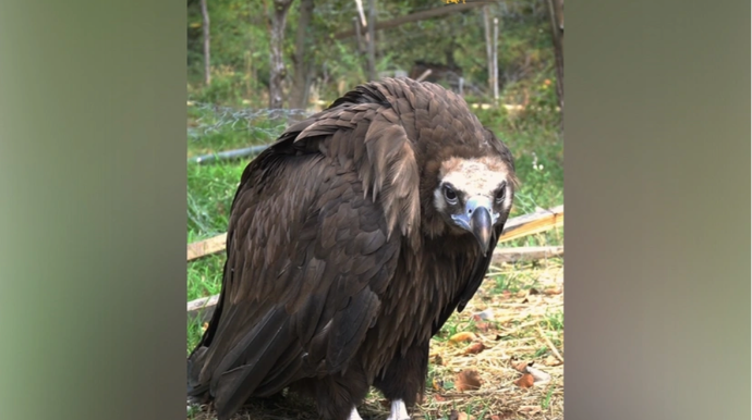 Adı "Qırmızı Kitab"a düşmüş qara kərkəs IDEA tərəfindən xilas edildi