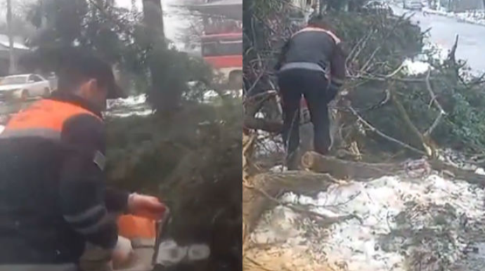 Güclü qardan sonra Lənkəran: ağaclar aşdı, dam örtükləri qopdu    - VİDEO