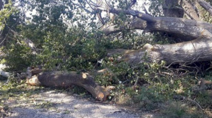 Bakıda külək 16 ağacı aşırdı   - YENİLƏNİB