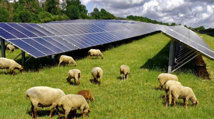 Günəş panellərinin qoyunlara təsiri üzə çıxdı 