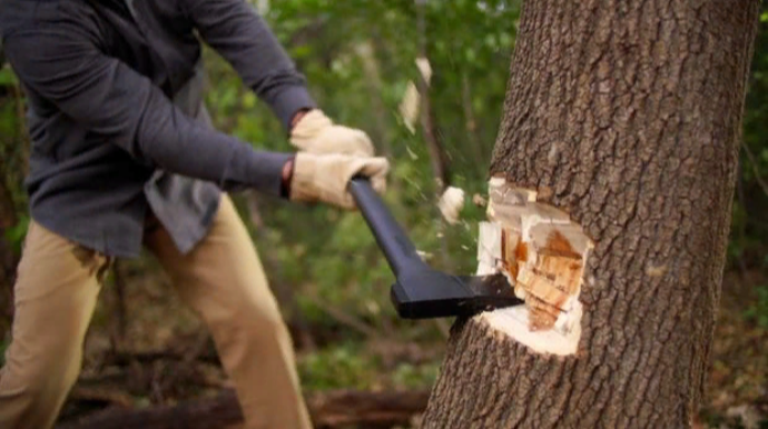 Qazaxda ağac kəsimi ilə bağlı cinayət işi açıldı