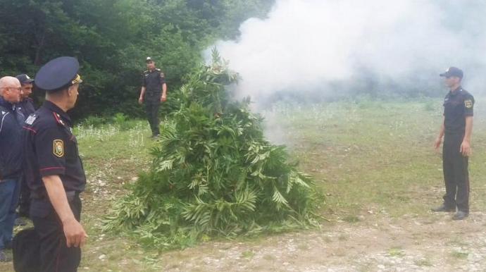 Qubada 3,2 ton narkotik tərkibli bitkilər məhv edildi  - FOTO