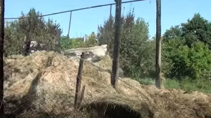 Goranboyda ot tayası yanıb: Dörd nəfər tüstüdən zəhərlənib