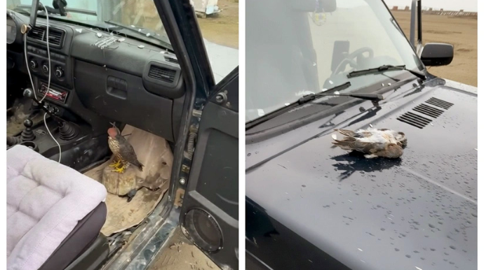 Гражданина Турции оштрафовали в Азербайджане за незаконную охоту - ФОТО