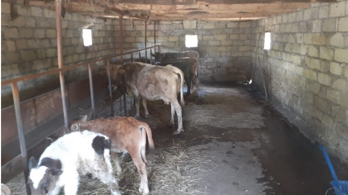 Oğuzda həmkəndlilərinin mal-qarasını oğurlayan şəxslər saxlanıldı  - FOTO