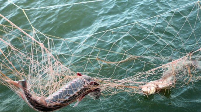 Samuxda qanunsuz balıq ovu ilə məşğul olan ŞƏXS SAXLANILIB 