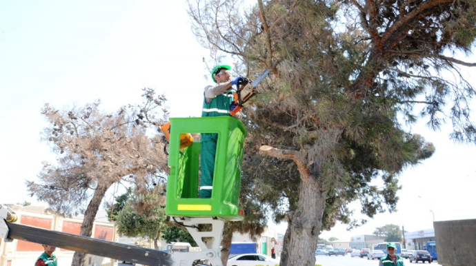 Bakıda xəstə ağaclar utilizasiya edilir   - FOTO