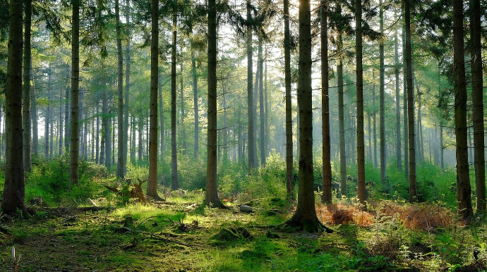 Meşədə itkin düşmüş oğlanın parçalanmış meyiti tapılıb - Oğuzda