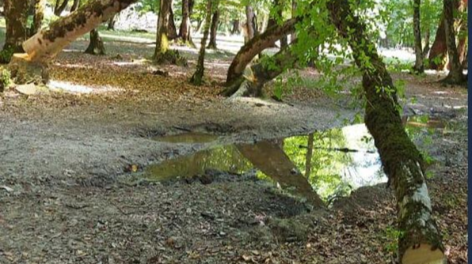 5 ağacı kəsib "Qazel"ə yükləyərək aradan çıxan şəxs cərimələnib  - FOTO  