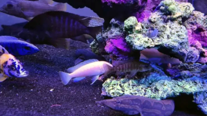 Hansı rekordu qırmaq mümkün deyil? - Cəhdlər ölümlə başa çatır 