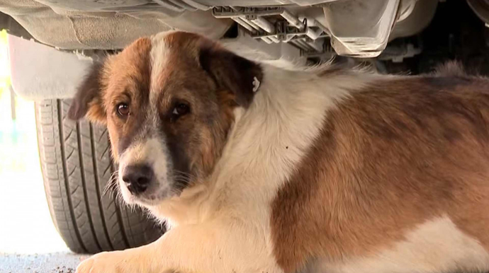 “Sahibsiz Heyvanlara Qayğı Mərkəzi” yaradıldı