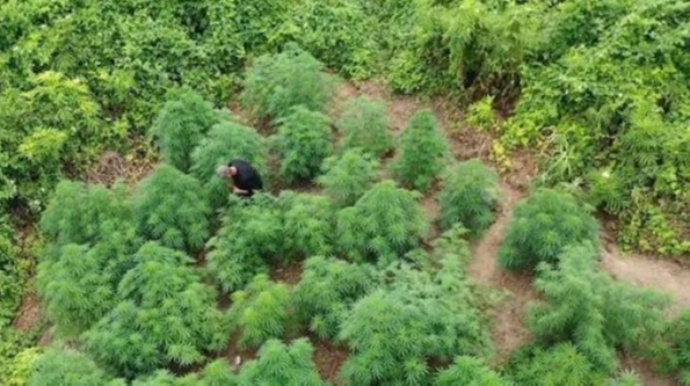 Şəmkirdə narkotik becərənlərin tutulma görüntüləri - VİDEO