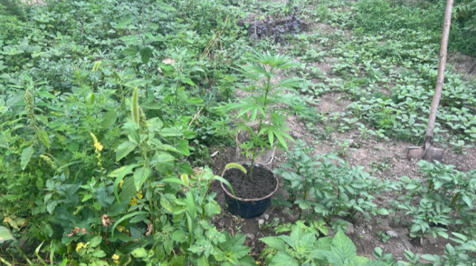 Bostanda narkotik yetişdirən tutuldu - FOTO 