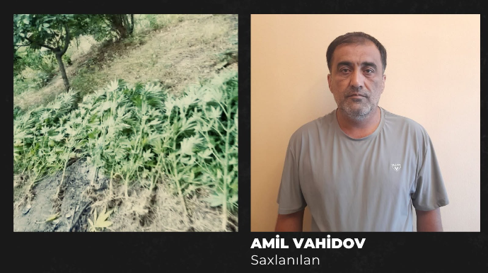 Həyətində çətənə kolu yetişdirirmiş - VİDEO
