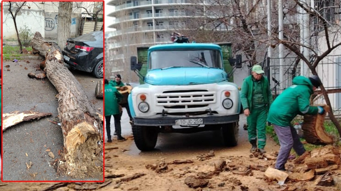 Bakıda ağac avtomobillərin üzərinə aşdı - FOTO