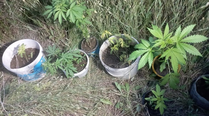 Həyətində çətənə kolları yetişdirən Neftçala sakini saxlanılıb   - FOTO