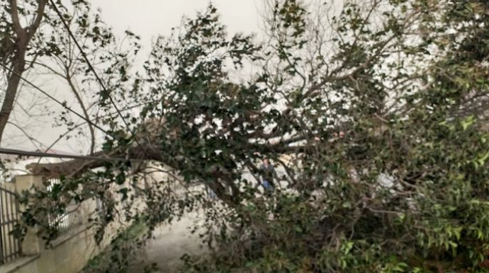 Güclü külək Zaqatalada fəsadlar törədib