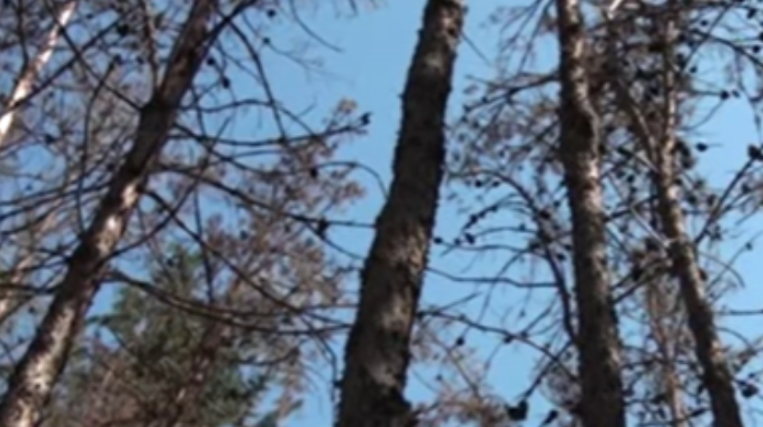 Mingəçevir parkında ağaclar məhv olur 