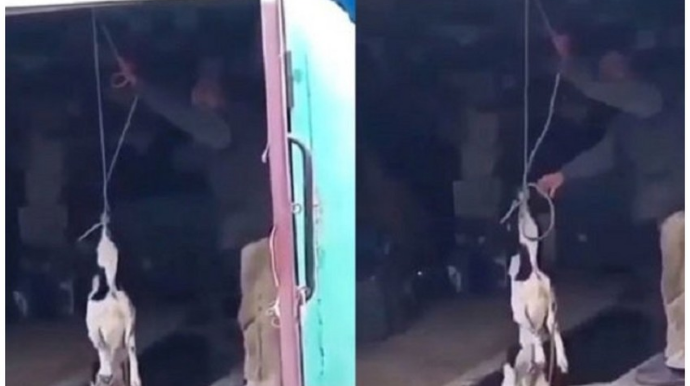 Xaçmazda iti asaraq öldürən 86 yaşlı kişi saxlanılıb 