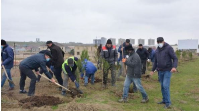 Abşeronda şəhidlərin xatirəsinə 2783 ədəd ağac əkildi - FOTOLAR 