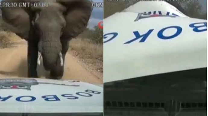 Qəzəbli fil hücum etdiyi maşını əzib məhv etdi