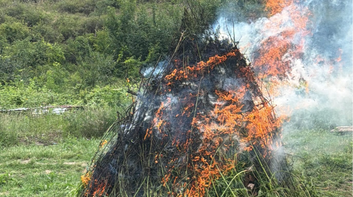 Laçında 2 tondan artıq çətənə kolu məhv edildi 