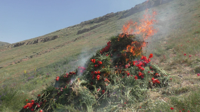 Yardımlıda 1,5 ton xaş-xaş kolu məhv edildi - FOTO