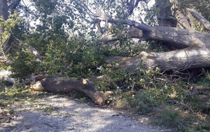Başına ağac düşdü, öldü - Güclü külək faciəsi