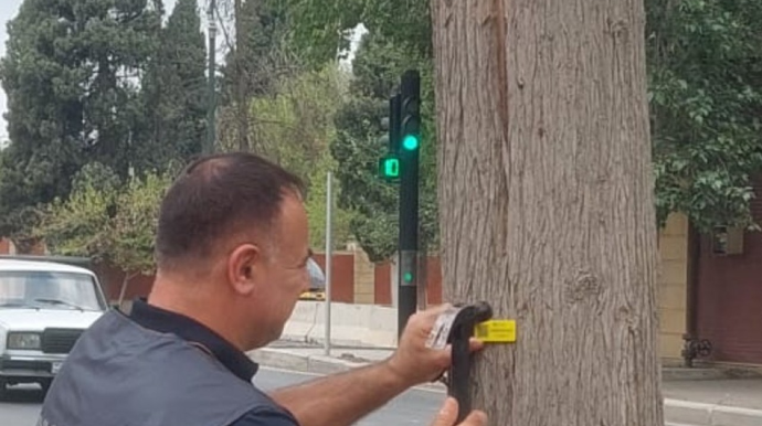 Gəncədə quru və qəzalı ağacların yenilənməsi işlərinə başlandı 