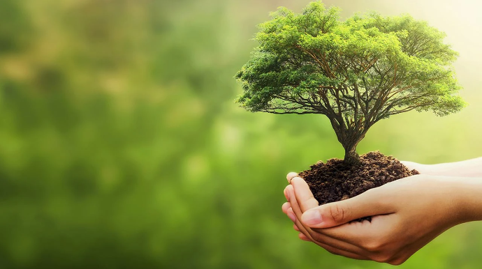 Azərbaycana gətirilən bəzi bitkilər gömrük rüsumundan azad edilir