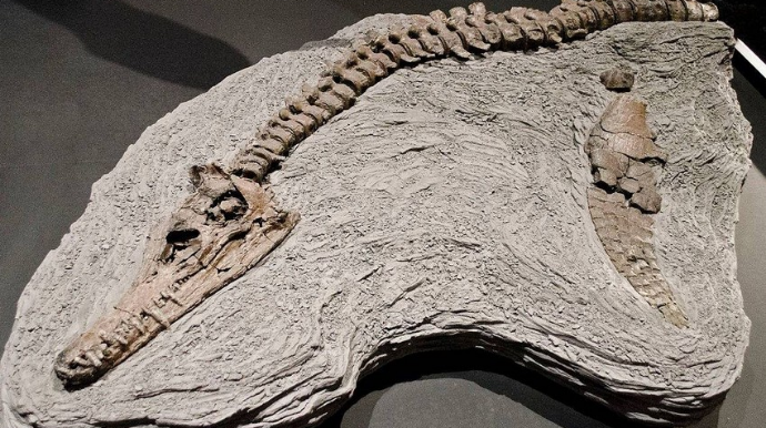 В Китае обнаружили останки динозавра неизвестного вида