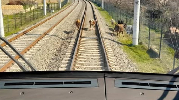 Dəmiryolu xəttinə çıxan sahibsiz heyvanların sahibləri cərimələnirlər - VİDEO 