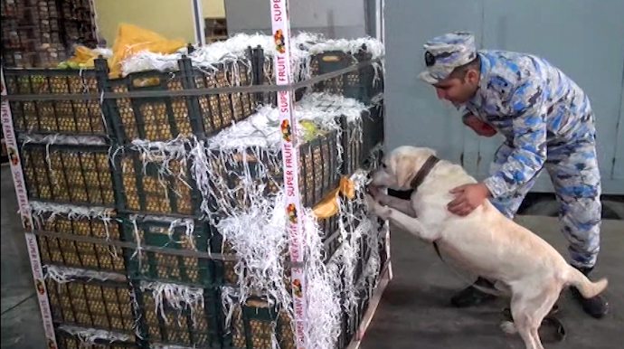 “Alma” yüklü avtomobildən külli miqdarda narkotik vasitə aşkar edildi - FOTO