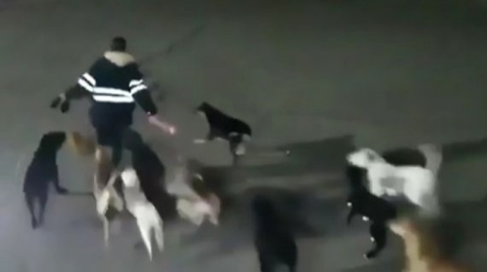 Masazırda küçə itləri qızın üstünə hücum çəkdi - VİDEO 