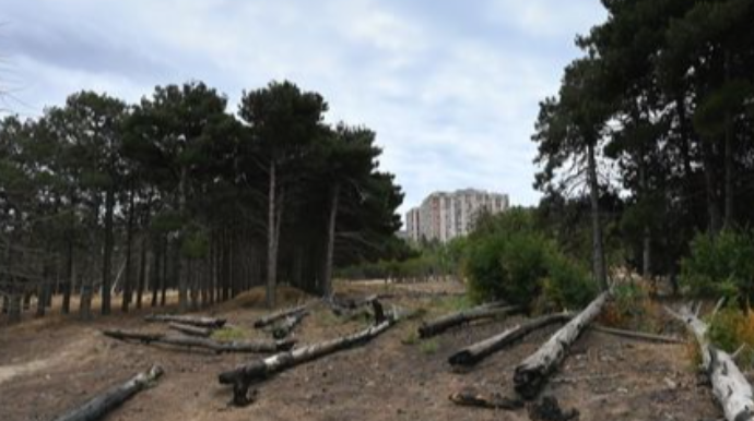 Bakıdakı yaşıllıq ərazidə ağaclar kəsilir, zibillər qalaqlanır - FOTOREPORTAJ 
