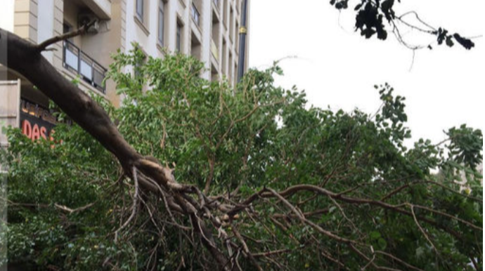 Bakıda qırılan ağac piyadaların yolunu kəsdi - FOTO 