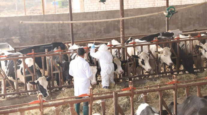 Dabaqla bağlı peyvəndləmə işlərinə başlanıldı - FOTO