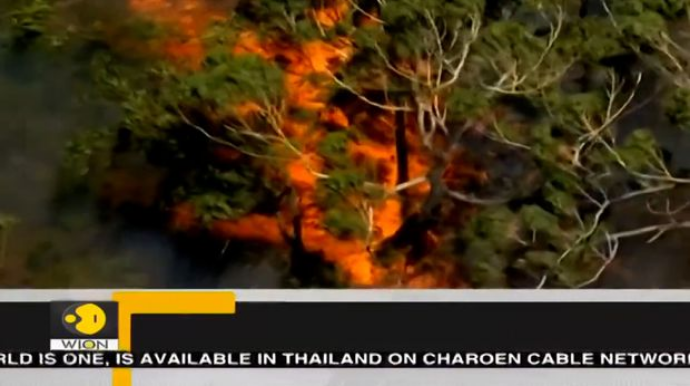 В Австралии лесные пожары уничтожили половину острова из списка ЮНЕСКО  - ВИДЕО