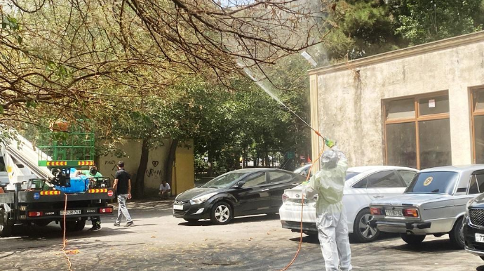 Bakıda tut ağaclarını qurd basıb, dərmanlama işləri aparılır 