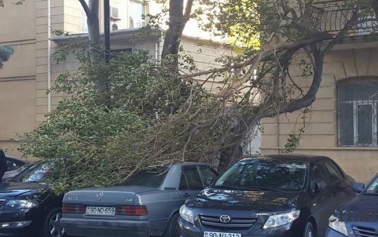 Bakıda ağac maşınların üzərinə aşdı - Foto